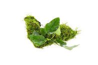 Anubias Nana and Christmas Moss on Wood