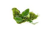 Anubias Nana and Java Moss on Wood