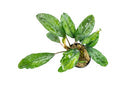 Bucephalandra Green Broad Leaf