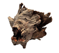 Galapagos Eucalyptus Root Hollow Log 6"-8"