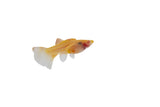 Glass Belly Albino Yellow Tuxedo Guppy