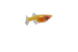 Glass Belly Albino Yellow Tuxedo Guppy