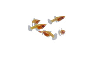 Glass Belly Albino Yellow Tuxedo Guppy