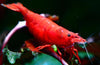 Fire Red shrimp