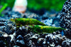 Green Jade Shrimp