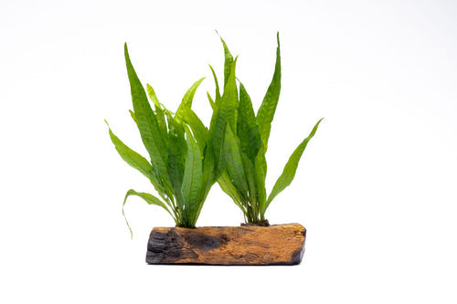 Java Fern on Driftwood XL