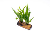 Java Fern on Driftwood XL