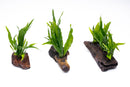 Java Fern on Driftwood XL