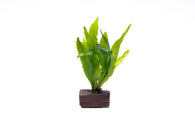 Java Fern in Nano Driftwood