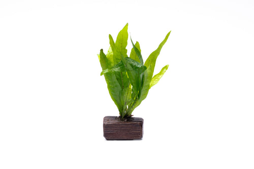 Java Fern in Nano Driftwood