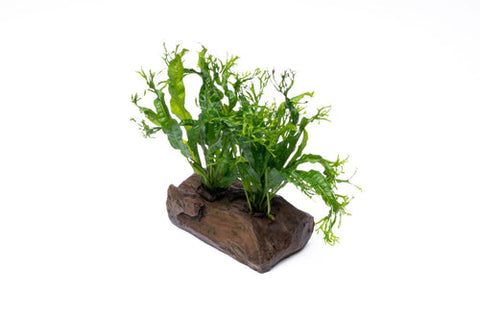 Java Fern Windelov and Java Moss on Wood
