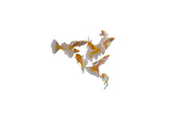 Albino Full Platinum Guppy
