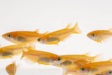 Pink Ricefish
