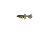 Singa Blue Tail Guppy
