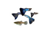 Singa Blue Tail Guppy