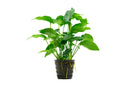 Anubias Barteri Striped Mother Pot