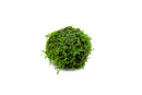 Floating Christmas Moss Ball