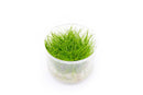 Eleocharis Parvulus Mini - Dwarf Hair Grass UNS Tissue Culture