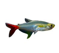 Bloodfin Tetra