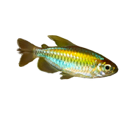 Congo Tetra