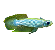 Norman's Killifish Lampeye