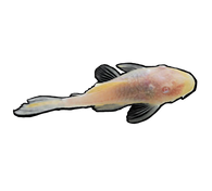 Albino Bristlenose/Bushynose Plecostomus