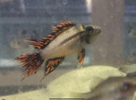 Super Red Cacatuoides Apistogramma