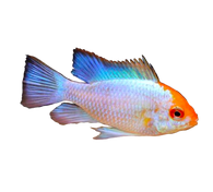Gold Face Electric Blue Ram
