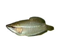 Chocolate Vaillanti Samurai Gourami