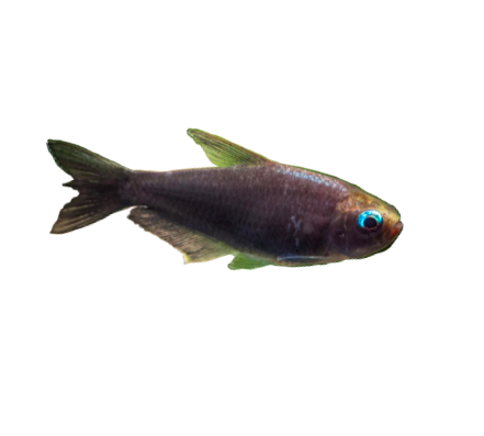 Black Emperor Tetra