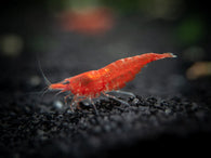 Cherry Red Sakura Shrimp