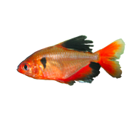 Serpae Tetra