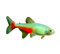 Green Fire Tetra