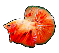 Armageddon Betta