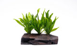 Java Fern on Driftwood XL