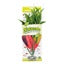 MA Ntrl Red/Yellow Dracena Silk Plant Md