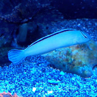 White Blenny