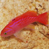Bimaculatus Anthias - Bay Bridge Aquarium and Pet