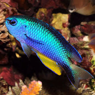 Alleni Damsel - Bay Bridge Aquarium and Pet