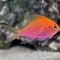 Sunburst Fathead Anthias