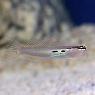 Two Spot Blenny