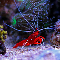 Blood Red Fire Shrimp - Bay Bridge Aquarium and Pet