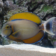Bariene Tang - Bay Bridge Aquarium and Pet