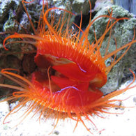 Electric Flame Scallop