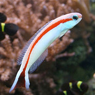 Skunk Marconi Red Stripe Tilefish