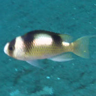 Black banded Damsel - Bay Bridge Aquarium and Pet