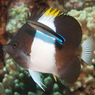 Zoster Butterflyfish