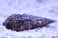 Cerith Snail - Bay Bridge Aquarium and Pet