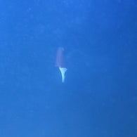 White Tail Bristlstooth Tang