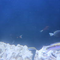 Achilles Tang